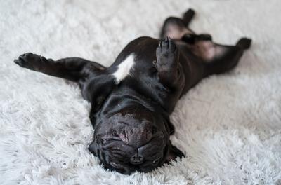 Puppy French bulldog on carpet-stock-photo