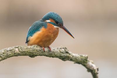 Common Kingfisher (Alcedo atthis) sit on tree-stock-foto