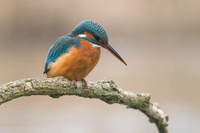 Common Kingfisher (Alcedo atthis) sit on tree-stock-photo