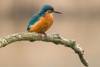 Common Kingfisher (Alcedo atthis) sit on tree-stock-photo