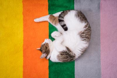 lazy cat sleeping on colorful carpet-stock-photo