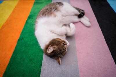 lazy cat sleeping on colorful carpet-stock-photo