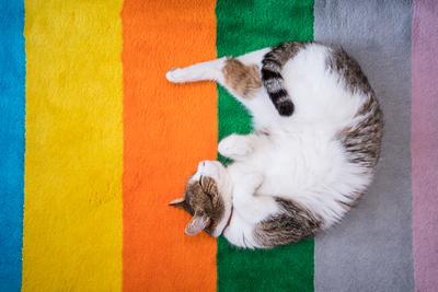 lazy cat sleeping on colorful carpet-stock-photo