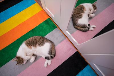 lazy cat sleeping on colorful carpet-stock-photo