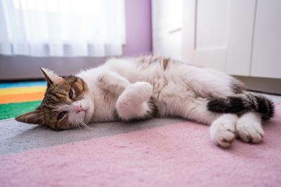 lazy cat sleeping on colorful carpet-stock-photo