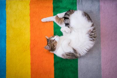 lazy cat sleeping on colorful carpet-stock-photo