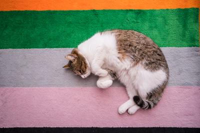 lazy cat sleeping on colorful carpet-stock-photo