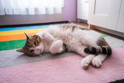 lazy cat sleeping on colorful carpet-stock-photo