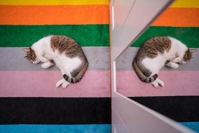 lazy cat sleeping on colorful carpet-stock-photo