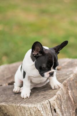 young cute french bulldog posing-stock-photo