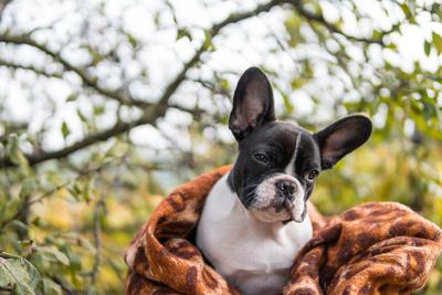 young cute french bulldog posing-stock-photo