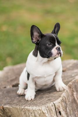 young cute french bulldog posing-stock-photo