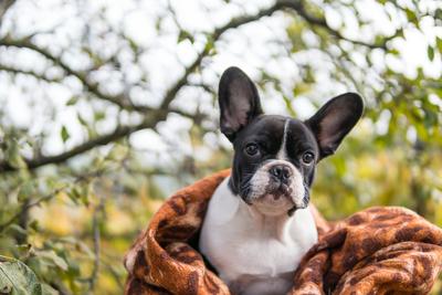 young cute french bulldog posing-stock-photo