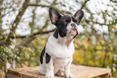 young cute french bulldog posing-stock-photo