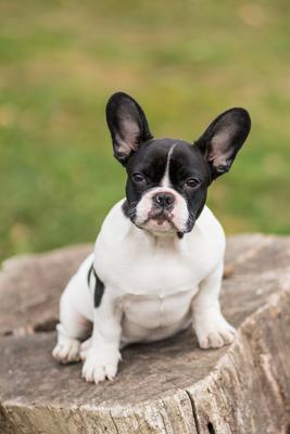 young cute french bulldog posing-stock-photo