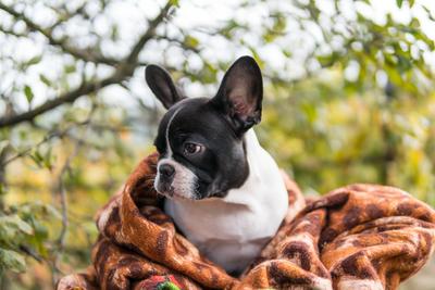 young cute french bulldog posing-stock-photo