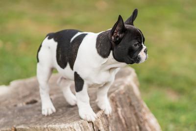 young cute french bulldog posing-stock-photo