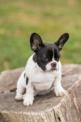 young cute french bulldog posing-stock-photo