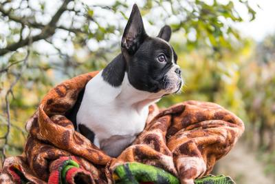 young cute french bulldog posing-stock-photo