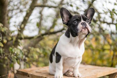 young cute french bulldog posing-stock-photo