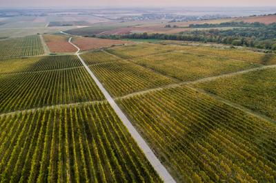 aerial view of beautiful autumn vineyard in Villany, Hungary-stock-foto
