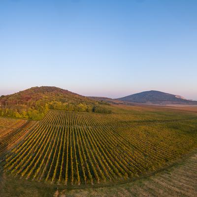 aerial view of beautiful autumn vineyard in Villany, Hungary-stock-foto