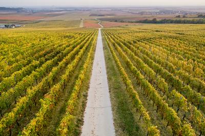 aerial view of beautiful autumn vineyard in Villany, Hungary-stock-foto