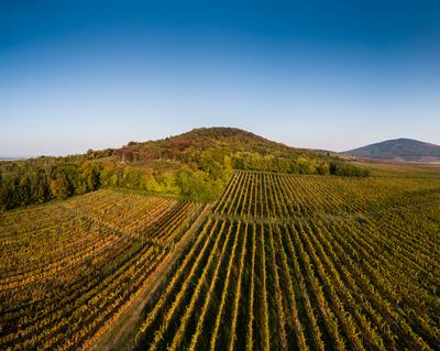 aerial view of beautiful autumn vineyard in Villany, Hungary-stock-foto