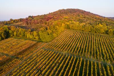 aerial view of beautiful autumn vineyard in Villany, Hungary-stock-foto