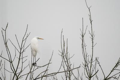 White Heron standing on a tree-stock-photo