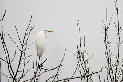 White Heron standing on a tree-stock-photo