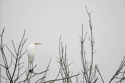 White Heron standing on a tree-stock-photo