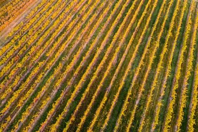 aerial view of beautiful autumn vineyard in Villany, Hungary-stock-foto
