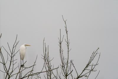 White Heron standing on a tree-stock-photo