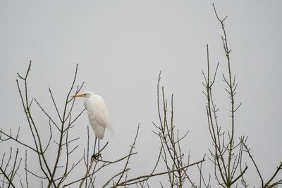 White Heron standing on a tree-stock-photo