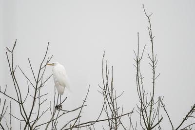 White Heron standing on a tree-stock-photo