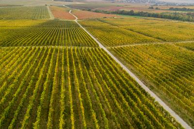 aerial view of beautiful autumn vineyard in Villany, Hungary-stock-foto