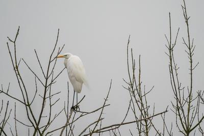 White Heron standing on a tree-stock-photo