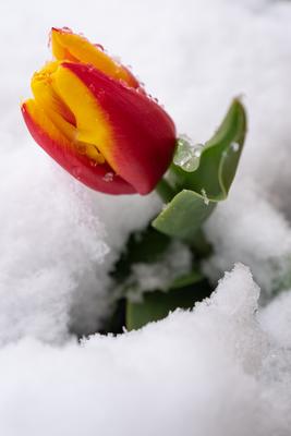 Red tulips with fresh snow-stock-photo