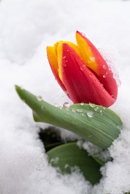 Red tulips with fresh snow-stock-photo