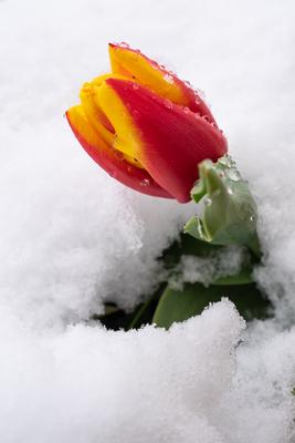 Red tulips with fresh snow-stock-photo