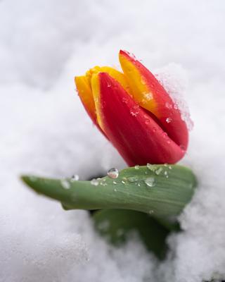 Red tulips with fresh snow-stock-photo