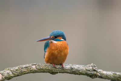 Common Kingfisher (Alcedo atthis) sit on tree-stock-foto