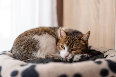 nice cat relaxing at home-stock-foto