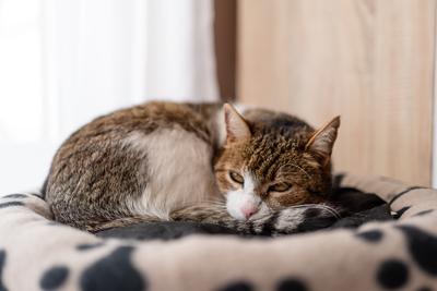 nice cat relaxing at home-stock-photo