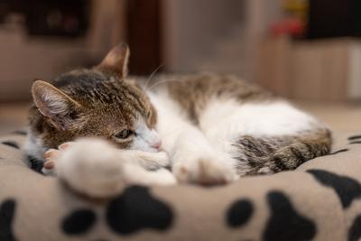 nice cat relaxing at home-stock-foto