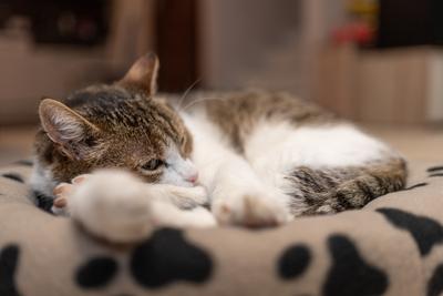 nice cat relaxing at home-stock-photo