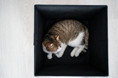 lazy cat relaxing in a dark box-stock-foto