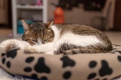 nice cat relaxing at home-stock-photo