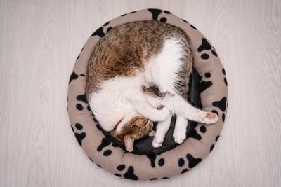 nice cat relaxing at home-stock-photo